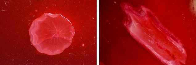 Fragments showed both concentric radiating structures and elongated sections. Fragments showed both concentric radiating structures and elongated sections.