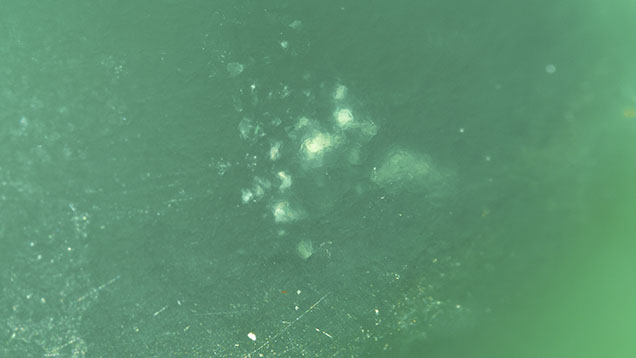 Figure 2. Small clumps of whitish cottony inclusions were observed in some of the studied chrysoprase cabochons. Photomicrograph by Suwasan Wongchacree; field of view 4.80 mm.