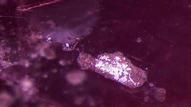 Figure 2. Partially healed fissures with melted channels and glassy areas provide evidence that this spinel underwent heat treatment. Viewed in darkfield and diffused fiber-optic lighting. Photomicrograph by E. Billie Hughes; field of view 1.9 mm.