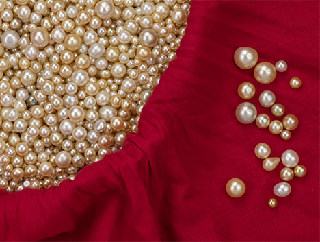 Figure 24. Most of the round natural pearls circulating in Eurasian markets during Gregorio di Girach-Mirman’s time likely would have come from the Pinctada radiata mollusk, found in the Persian Gulf. These modern examples show the type of pearls prized by merchants centuries ago. Photo by Robert Weldon; courtesy of Ahmad Abdullah Alomaish Alajmi. Figure 24. Most of the round natural pearls circulating in Eurasian markets during Gregorio di Girach-Mirman’s time likely would have come from the Pinctada radiata mollusk, found in the Persian Gulf. These modern examples show the type of pearls prized by merchants centuries ago. Photo by Robert Weldon; courtesy of Ahmad Abdullah Alomaish Alajmi.