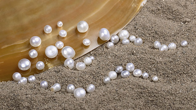 Figure 1. The 43 non-bead cultured “keshi” pearls (0.18 to 1.96 ct) from the Pinctada maxima mollusk selected for this study. Photo by Gourav Bera. Figure 1. The 43 non-bead cultured “keshi” pearls (0.18 to 1.96 ct) from the Pinctada maxima mollusk selected for this study. Photo by Gourav Bera.
