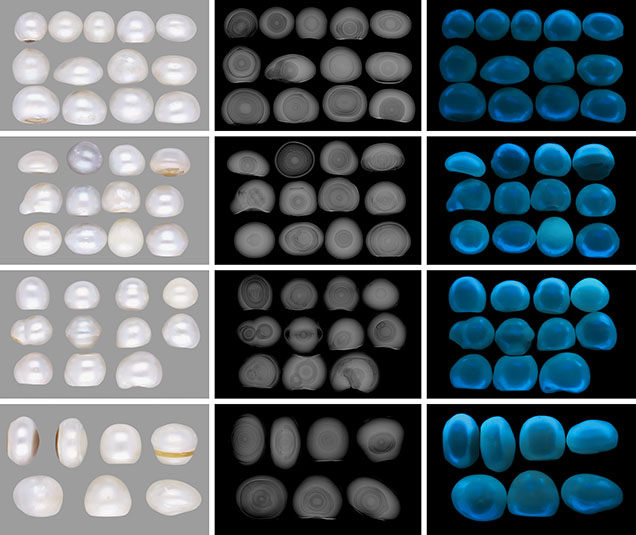 Figure 2. Photographs, RTX images, and long-wave UV reactions, respectively, of the 43 non-bead cultured pearls with organic-rich concentric cores from Pinctada maxima, sorted by size. Photos by Gourav Bera. Figure 2. Photographs, RTX images, and long-wave UV reactions, respectively, of the 43 non-bead cultured pearls with organic-rich concentric cores from Pinctada maxima, sorted by size. Photos by Gourav Bera.
