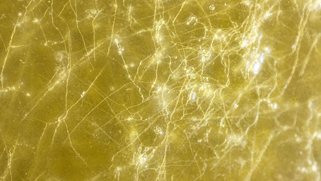A fine, complex network of microscopic shell-boring parasitic tunnels with intersecting nodes resembling fungal hyphae in a mabe pearl. Photomicrograph by Gauri Sarvankar; field of view 1.65 mm. A fine, complex network of microscopic shell-boring parasitic tunnels with intersecting nodes resembling fungal hyphae in a mabe pearl. Photomicrograph by Gauri Sarvankar; field of view 1.65 mm.