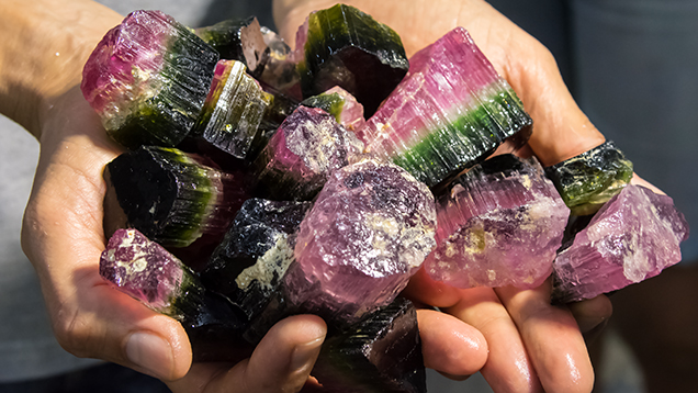 Handful of pink, green, and black tourmaline crystals from Cruzeiro Mine — credit: GIA / Andrew Lucas
