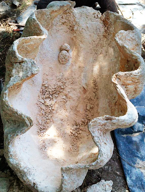 Fossilized pearls attached to their host shell.