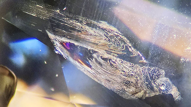Inclusions combine to create a bird pattern inside a Montana sapphire. Photomicrograph by Isabelle Corvin; field of view 2.4 mm. Inclusions combine to create a bird pattern inside a Montana sapphire. Photomicrograph by Isabelle Corvin; field of view 2.4 mm.