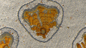 {Shrinkage “Footprint” in Rose Quartz  John I. Koivula , Apr 28, 2016} - image