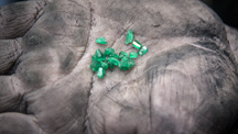 Colombian emerald crystals