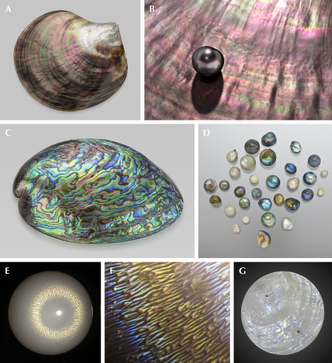 Figure 39. A: A polished <em>Pinctada margaritifera</em> shell (110.9 g) from Tahiti showing strong iridescent colors; courtesy of GIA Museum, collection no. 23105. B: A Tahitian cultured pearl with pink iridescent overtone on top of an iridescent shell. C: An 87.90 g polished abalone shell; courtesy of GIA Museum, collection no. 36706. D: Semi-round abalone pearls, the largest measuring 10.93 mm and the smallest 4.46 mm; courtesy of KCB Natural Pearls. E: Iridescent flame structure on a 9.80 mm non-nacreous <em>Tridacna</em> pearl under fiber-optic illumination resembles a chatoyant effect. F: Flame structure of a <em>Spondylus</em> pearl showing yellow and blue iridescent colors; field of view 2.34 mm. G: Circularly cut windowpane oyster (<em>Placuna placenta</em>) shell (50 mm in diameter) showing faint iridescence. Photos by Emily Lane (A, C, and G), Robert Weldon (B), and Artitaya Homkrajae (E and F). Figure 39. A: A polished <em>Pinctada margaritifera</em> shell (110.9 g) from Tahiti showing strong iridescent colors; courtesy of GIA Museum, collection no. 23105. B: A Tahitian cultured pearl with pink iridescent overtone on top of an iridescent shell. C: An 87.90 g polished abalone shell; courtesy of GIA Museum, collection no. 36706. D: Semi-round abalone pearls, the largest measuring 10.93 mm and the smallest 4.46 mm; courtesy of KCB Natural Pearls. E: Iridescent flame structure on a 9.80 mm non-nacreous <em>Tridacna</em> pearl under fiber-optic illumination resembles a chatoyant effect. F: Flame structure of a <em>Spondylus</em> pearl showing yellow and blue iridescent colors; field of view 2.34 mm. G: Circularly cut windowpane oyster (<em>Placuna placenta</em>) shell (50 mm in diameter) showing faint iridescence. Photos by Emily Lane (A, C, and G), Robert Weldon (B), and Artitaya Homkrajae (E and F).