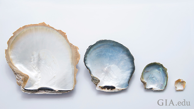 Pinctada species shells