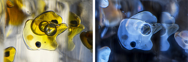 Figure 2. The new find of quartz from Madagascar contained complex fluid inclusions consisting primarily of petroleum, methane, asphaltite, and water (left). When exposed to long-wave UV light, the petroleum appeared to fluoresce a strong yellow. However, the digital camera used to capture the image registered the fluorescence as a blue color (right). Photomicrographs by Nathan Renfro; field of view 2.81 mm. Figure 2. The new find of quartz from Madagascar contained complex fluid inclusions consisting primarily of petroleum, methane, asphaltite, and water (left). When exposed to long-wave UV light, the petroleum appeared to fluoresce a strong yellow. However, the digital camera used to capture the image registered the fluorescence as a blue color (right). Photomicrographs by Nathan Renfro; field of view 2.81 mm.