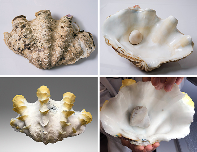 Two Tridacna species shells with blister pearls. Two Tridacna species shells with blister pearls.