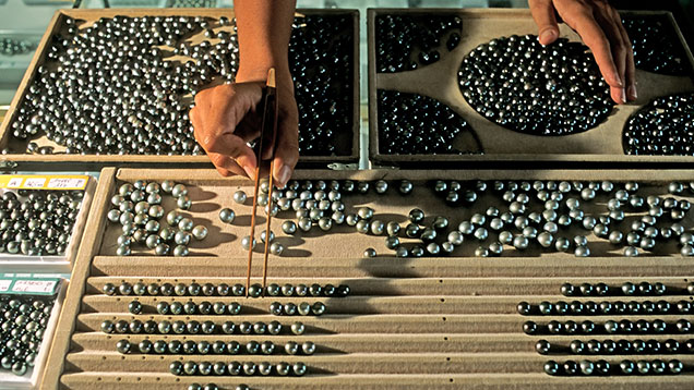 Close-up of hand sorting Tahitian pearls into different sections on a table. 