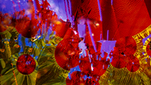 IMG - SP17 Micro-World 216x122 IMG - SP17 Micro-World 216x122