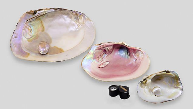 Three freshwater pearls attached to their host shells Three freshwater pearls attached to their host shells