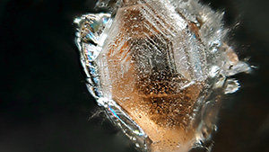 This orange inclusion in quartz with a striated bipyramidal structure was identified as lithiophilite. Photomicrograph by Liyan He; field of view 13.0 mm. This orange inclusion in quartz with a striated bipyramidal structure was identified as lithiophilite. Photomicrograph by Liyan He; field of view 13.0 mm.