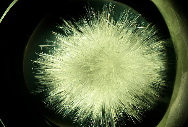 A yellowish green glass with numerous wollastonite needles similar in appearance to the horsetail inclusions in demantoids. A yellowish green glass with numerous wollastonite needles similar in appearance to the horsetail inclusions in demantoids.
