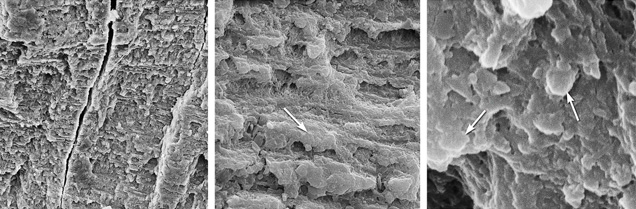 SP13-Zuowei-fig7-ABC 147433 SP13-Zuowei-fig7-ABC 147433