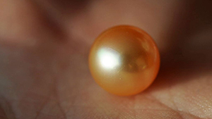 {GIA Field Gemologists Visit Pearl Farms Near Mergui, Myanmar} - image {GIA Field Gemologists Visit Pearl Farms Near Mergui, Myanmar} - image