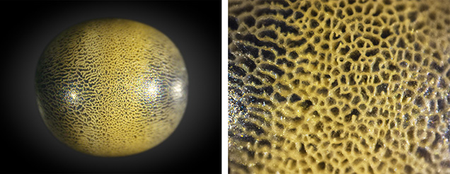 Left: A non-nacreous 0.085 ct pearl with a unique netted surface resembling the exterior of a melon. Right: The reticular netted cellular structure on the pearl’s surface. Photomicrographs by Pfokreni Nipuni; fields of view 4.0 mm (left) and 1.0 mm (right). Left: A non-nacreous 0.085 ct pearl with a unique netted surface resembling the exterior of a melon. Right: The reticular netted cellular structure on the pearl’s surface. Photomicrographs by Pfokreni Nipuni; fields of view 4.0 mm (left) and 1.0 mm (right).
