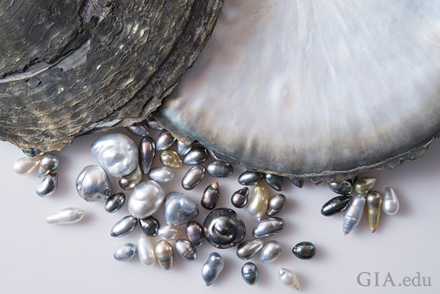 Pinctada margaritifera (black-lipped pearl oyster) shells together Pinctada margaritifera (black-lipped pearl oyster) shells together
