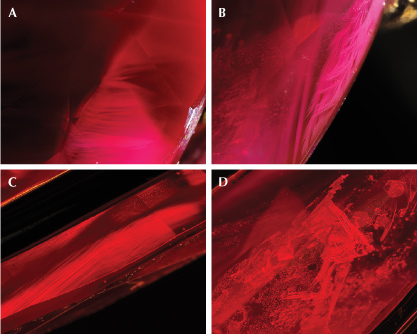 Figure 1. Inclusions in a Ramaura flux-grown synthetic ruby: angular milky clouds (A), wispy veil-like irregular hazy clouds (B), strong angular graining (C), and triangular flux inclusions (D). Photomicrographs by Makoto Miura; fields of view 2.96 mm (A, B, and D) and 3.99 mm (C). Figure 1. Inclusions in a Ramaura flux-grown synthetic ruby: angular milky clouds (A), wispy veil-like irregular hazy clouds (B), strong angular graining (C), and triangular flux inclusions (D). Photomicrographs by Makoto Miura; fields of view 2.96 mm (A, B, and D) and 3.99 mm (C).