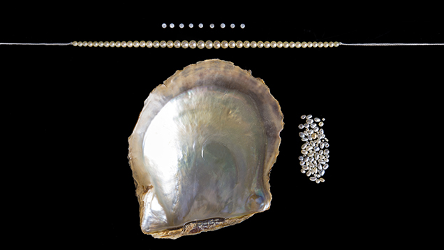 Strand of small akoya bead-cultured pearls.
