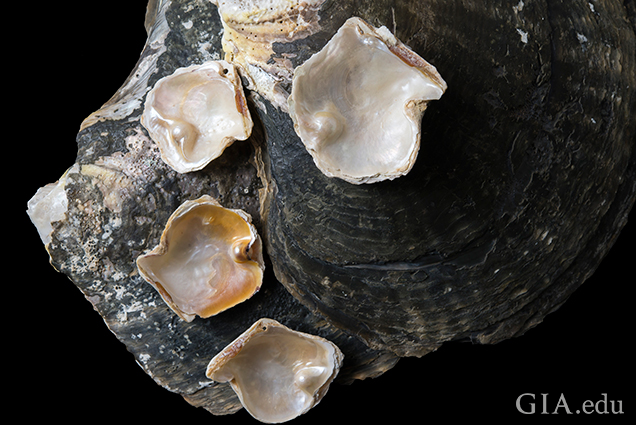 Four Pinctada maculata bead-cultured blister pearls 
