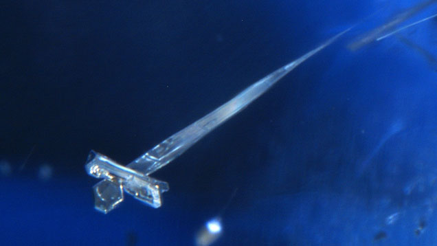 Platinum Crystal in Chatham Synthetic Sapphire 636x358