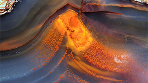 Fall 2022 Micro-World Banner Fall 2022 Micro-World Banner