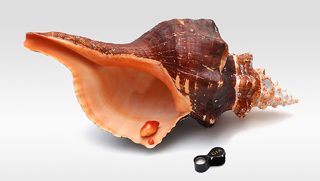 Two natural “horse conch” pearls and their shell.