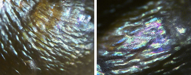Figure 2. An iridescent wavy pattern and an overlapping nacre platelet structure (center part of the right image) were observed on the freshwater nacreous pearl. Photomicrographs by Wing Kiu Fan; field of view 4.00 mm (left) and 3.00 mm (right). Figure 2. An iridescent wavy pattern and an overlapping nacre platelet structure (center part of the right image) were observed on the freshwater nacreous pearl. Photomicrographs by Wing Kiu Fan; field of view 4.00 mm (left) and 3.00 mm (right).