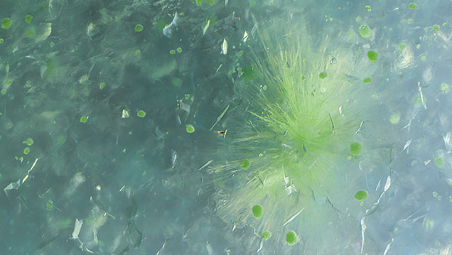 Yellowish green conichalcite inclusions in chalcedony.