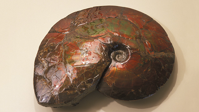 Ammolite is cut from rough ammonite fossils such as this specimen. Photo by Maha Tannous, © GIA