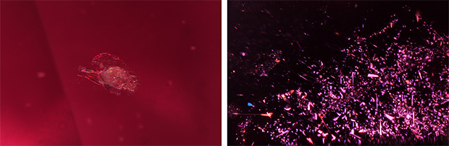 Sapphire containing a negative crystal (left) and a cluster of silk (right).