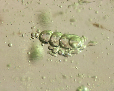 Figure 2. Various shapes of gas bubbles were dispersed individually and in clusters in the Libyan Desert glass bangle. The row of gas bubbles in this image resembles peas in a pod. Photomicrograph by Sze Ling Wong; field of view 2.40 mm. Figure 2. Various shapes of gas bubbles were dispersed individually and in clusters in the Libyan Desert glass bangle. The row of gas bubbles in this image resembles peas in a pod. Photomicrograph by Sze Ling Wong; field of view 2.40 mm.
