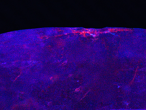 Figure 4. Deep UV imaging of the spodumene’s surface showed strong luminescence of the dye within a cavity as well as surface-reaching fractures. Image by Guy Borenstein; field of view 6.25 mm. Figure 4. Deep UV imaging of the spodumene’s surface showed strong luminescence of the dye within a cavity as well as surface-reaching fractures. Image by Guy Borenstein; field of view 6.25 mm.
