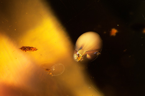 The orange benitoite’s discoid fractures with healed fringes. The orange benitoite’s discoid fractures with healed fringes.