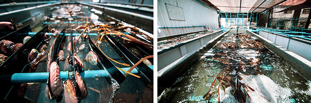 Figure 2. Abalone mollusks were grown in an aquaculture recirculation system in eight raceways of 5000 liters. A local kelp species (shown on the right) was used to feed the mollusks twice per week. Photos courtesy of Jorge Donoso Mena. Figure 2. Abalone mollusks were grown in an aquaculture recirculation system in eight raceways of 5000 liters. A local kelp species (shown on the right) was used to feed the mollusks twice per week. Photos courtesy of Jorge Donoso Mena.