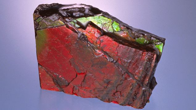 Natural Ammolite is typically impregnated with a polymer to stabilize the thin surface layer and bring out the iridescent colors, as shown in this specimen. Photo by Maha Tannous, © GIA