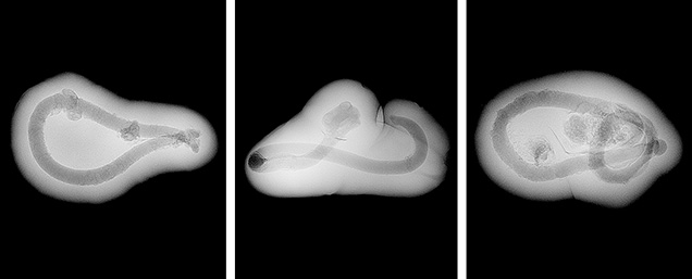 Figure 3. Similar tubular features observed in three reportedly natural saltwater pearls weighing 0.25, 0.34, and 0.44 ct, respectively, sourced from Pinctada radiata mollusks from the waters of Bahrain. Figure 3. Similar tubular features observed in three reportedly natural saltwater pearls weighing 0.25, 0.34, and 0.44 ct, respectively, sourced from Pinctada radiata mollusks from the waters of Bahrain.