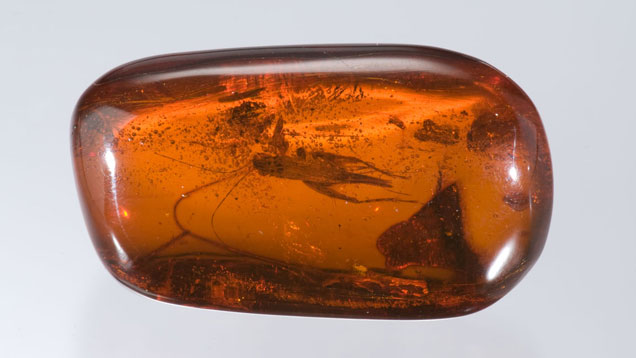 Gems for the Modern Man: Amber