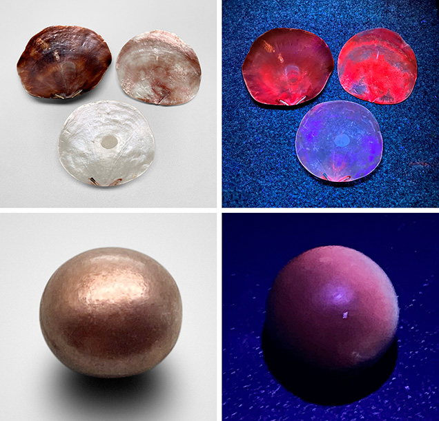 Figure 3. Three variously colored windowpane shells and a brown windowpane pearl, shown in daylight (left) and long-wave UV light (right). Joyce Wing Yan Ho (top) and Kwanreun Lawanwong (bottom); shells courtesy of Robin Willis. Figure 3. Three variously colored windowpane shells and a brown windowpane pearl, shown in daylight (left) and long-wave UV light (right). Joyce Wing Yan Ho (top) and Kwanreun Lawanwong (bottom); shells courtesy of Robin Willis.