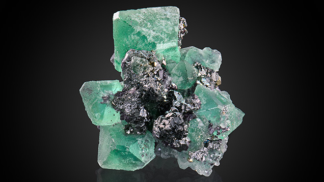 Figure 1. This 29.60 × 23.84 × 18.35 mm cluster of well-formed isometric fluorite and monoclinic geocronite crystals was recently discovered at the Milpo mine in Peru. Photo by Annie Haynes. Figure 1. This 29.60 × 23.84 × 18.35 mm cluster of well-formed isometric fluorite and monoclinic geocronite crystals was recently discovered at the Milpo mine in Peru. Photo by Annie Haynes.