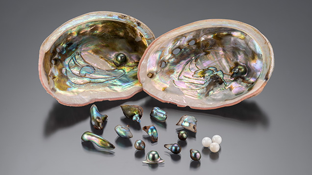Figure 1. Twelve Chilean abalone cultured pearls and two red abalone (Haliotis rufescens) shells with attached cultured shell blisters, as well as three 7 mm traditional freshwater shell bead nuclei used to culture the pearls. Photo by Emily Lane. Figure 1. Twelve Chilean abalone cultured pearls and two red abalone (Haliotis rufescens) shells with attached cultured shell blisters, as well as three 7 mm traditional freshwater shell bead nuclei used to culture the pearls. Photo by Emily Lane.