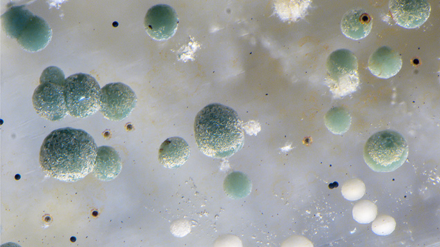Figure 2. These bluish green spheres in the quartz crystal were identified as clinochlore, and the white spheres were identified as muscovite. Photomicrograph by Nathan Renfro; field of view 4.23 mm.