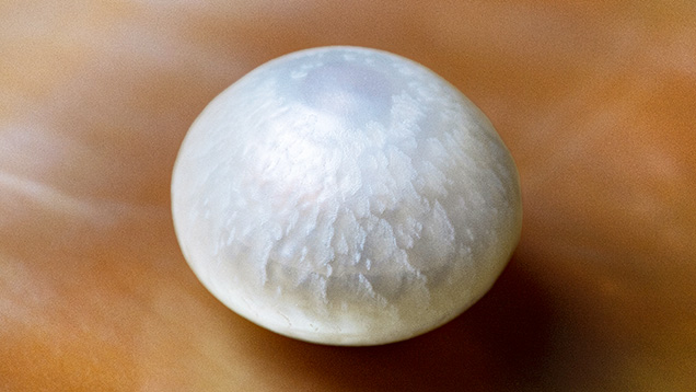 Figure 1. A white button-shaped atypical bead cultured pearl weighing 8.15 ct and measuring 11.73 × 11.35 × 9.03 mm. Photo by Gaurav Bera. Figure 1. A white button-shaped atypical bead cultured pearl weighing 8.15 ct and measuring 11.73 × 11.35 × 9.03 mm. Photo by Gaurav Bera.