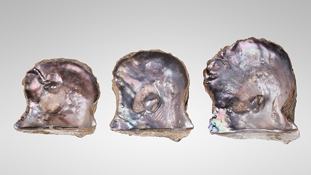 Figure 1. These three Pteria sterna shells each have a visible protuberance, measuring approximately 20.22 × 13.78 × 13.55 mm, 23.49 × 19.06 × 15.62 mm, and 24.88 × 17.03 × 12.23 mm, respectively. Photo by Gaurav Bera. Figure 1. These three Pteria sterna shells each have a visible protuberance, measuring approximately 20.22 × 13.78 × 13.55 mm, 23.49 × 19.06 × 15.62 mm, and 24.88 × 17.03 × 12.23 mm, respectively. Photo by Gaurav Bera.