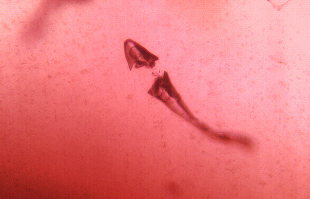 Fluid inclusion resembling a fish. Fluid inclusion resembling a fish.