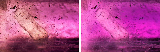 Figure 2. Left: In darkfield illumination, a white apatite crystal is visible in the hackmanite. Right: After exposure to long-wave UV light for approximately one second, a dramatic change can be seen. The overall color of the hackmanite is now a more vivid shade of purple. Photomicrographs by E. Billie Hughes; field of view approximately 5 mm.